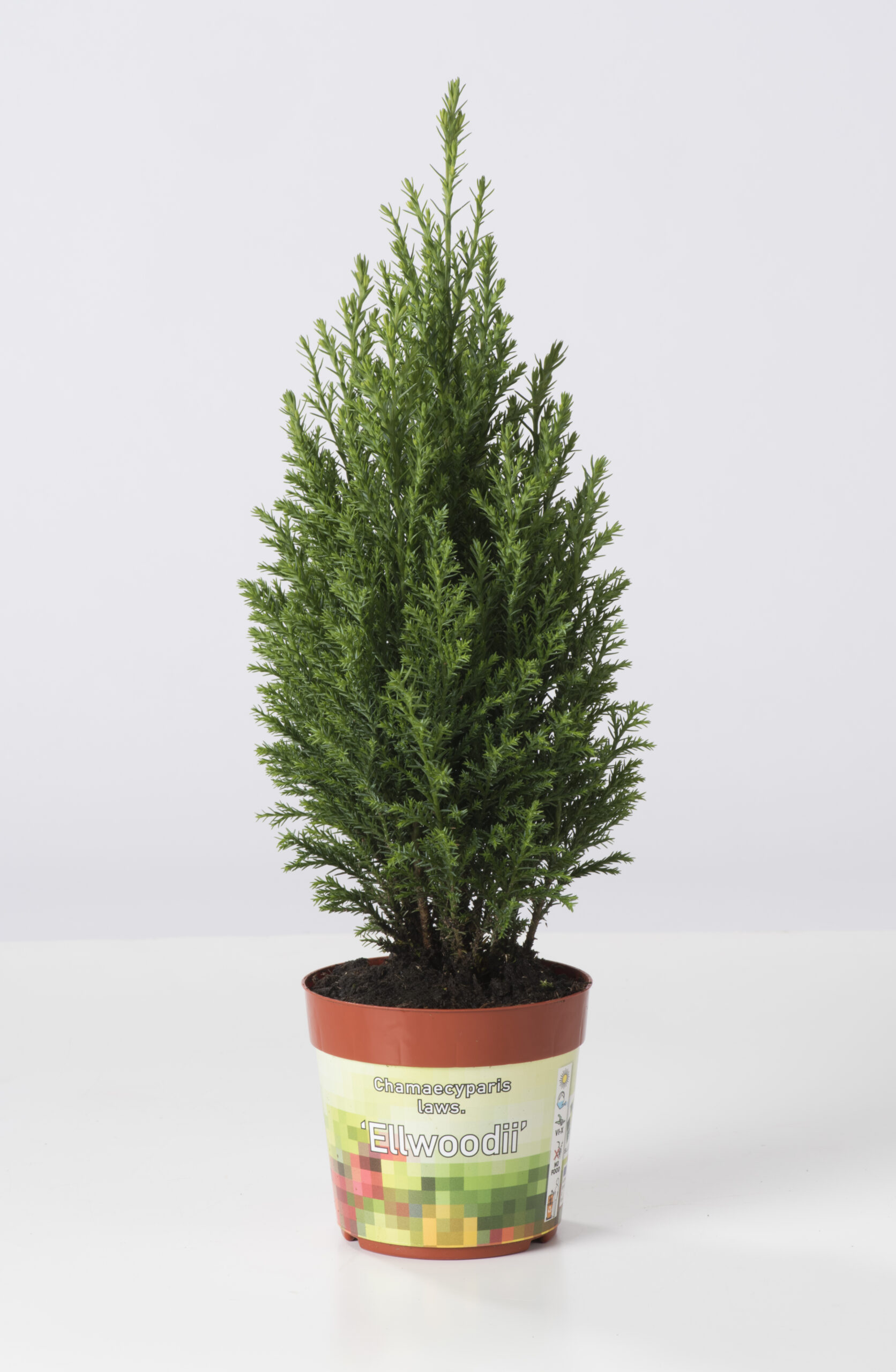 Chamaecyparis Lawsoniana Ellwoodii